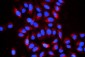 Anti-Cyclophilin B PPIB Antibody Picoband™ (monoclonal, 11C11)